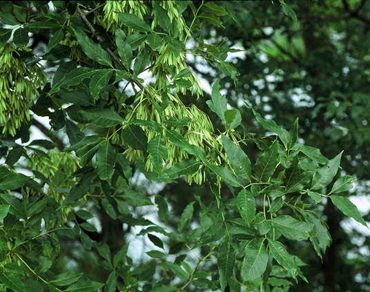 {Fraxinus pennsylvanica}